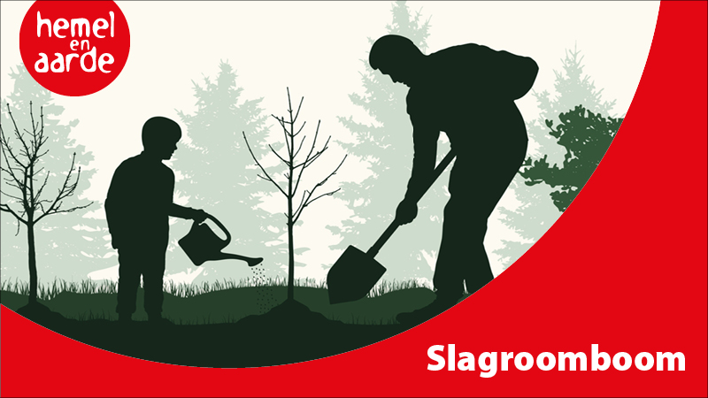 Slagroomboom